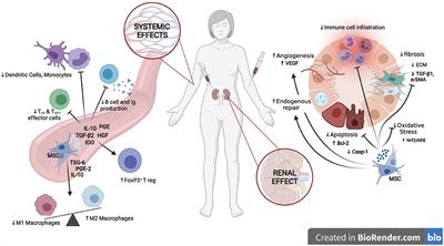 When Origin Matters: Properties of Mesenchymal Stromal Cells From Different Sources for Clinical Translation in Kidney Disease